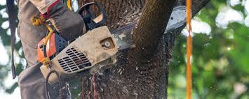 Best Commercial Tree Services  in Valley View, OH