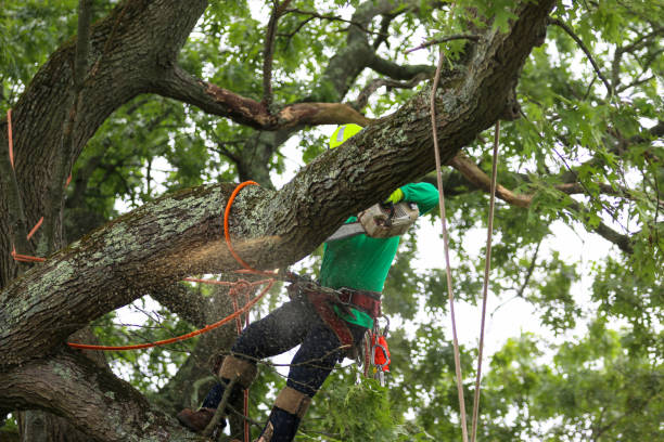 Best Leaf Removal  in Valley View, OH