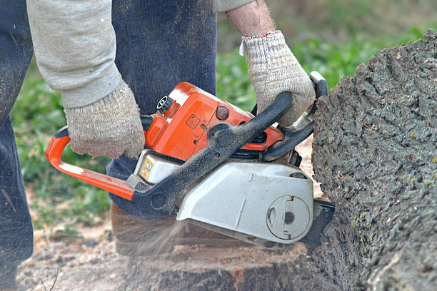 Best Tree and Shrub Care  in Valley View, OH