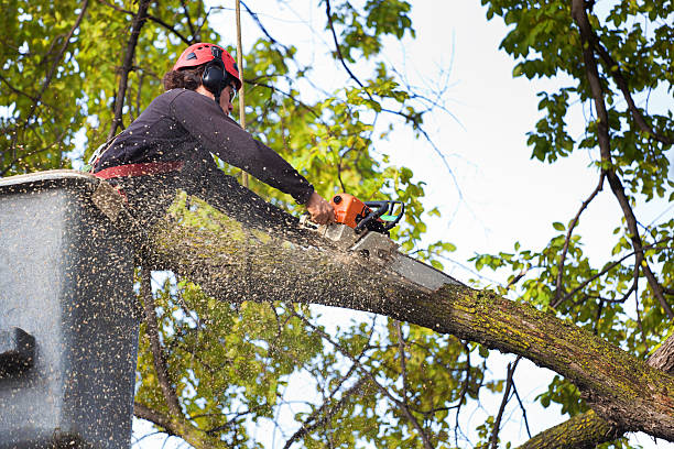 Best Stump Grinding and Removal  in Valley View, OH