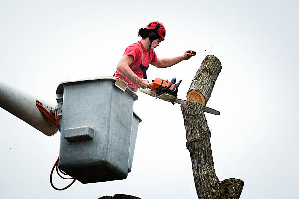 Best Storm Damage Tree Cleanup  in Valley View, OH