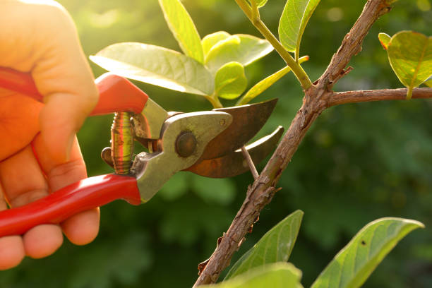 Best Lawn Watering Services  in Valley View, OH