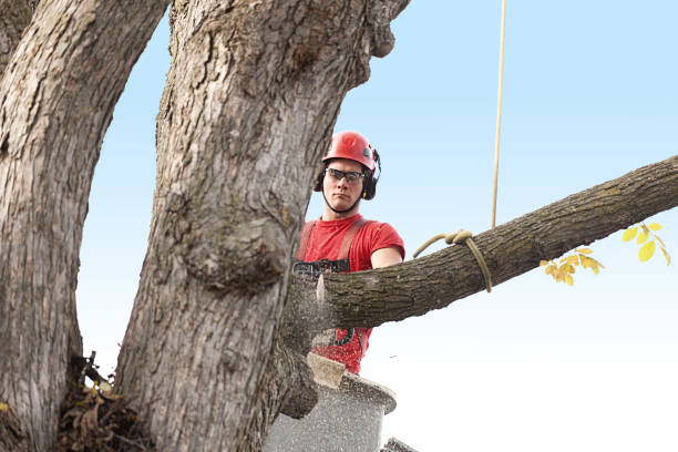 Best Tree Preservation Services  in Valley View, OH